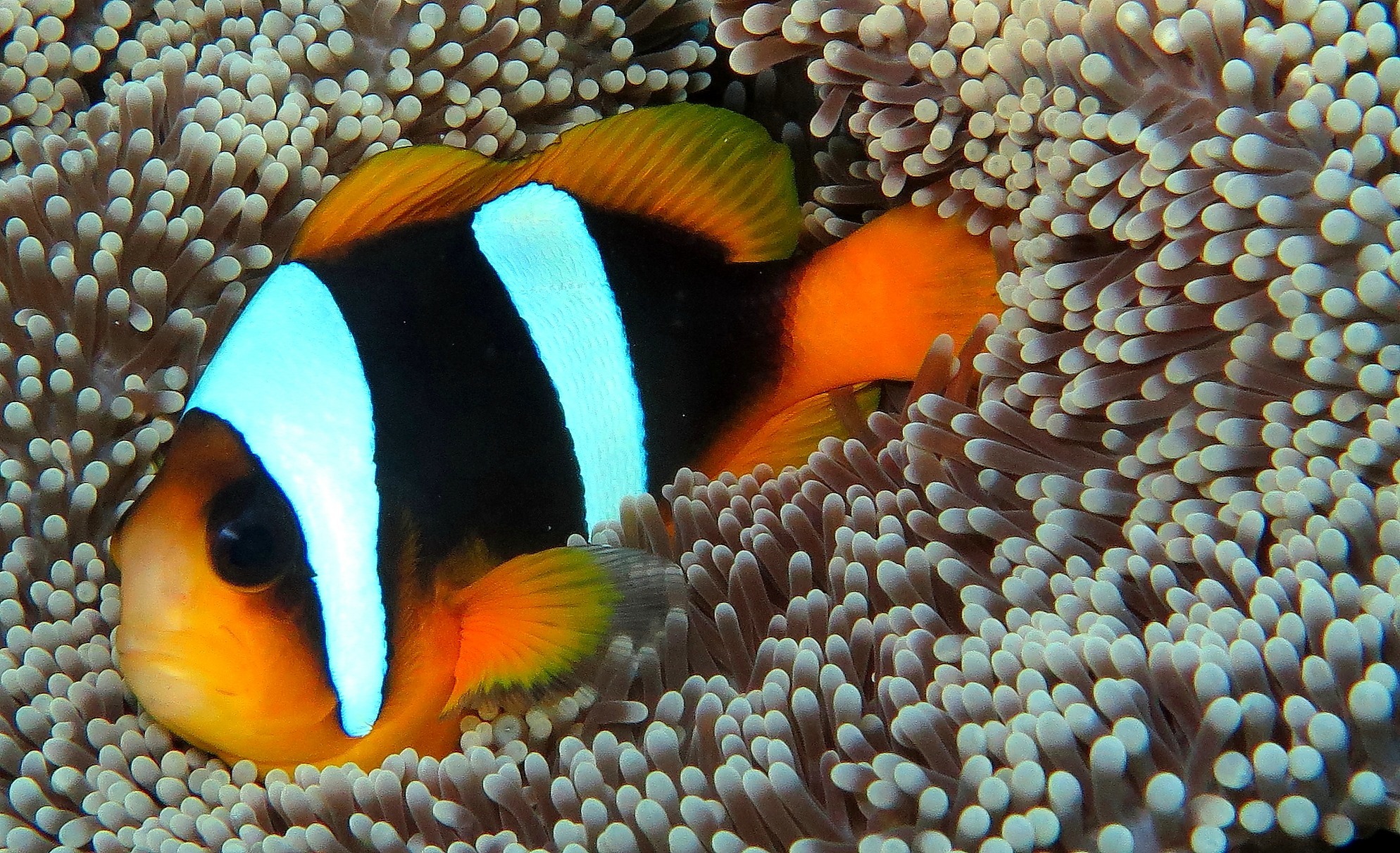 image of amphiprion latifasciatus \(madagascar anemonefish\)