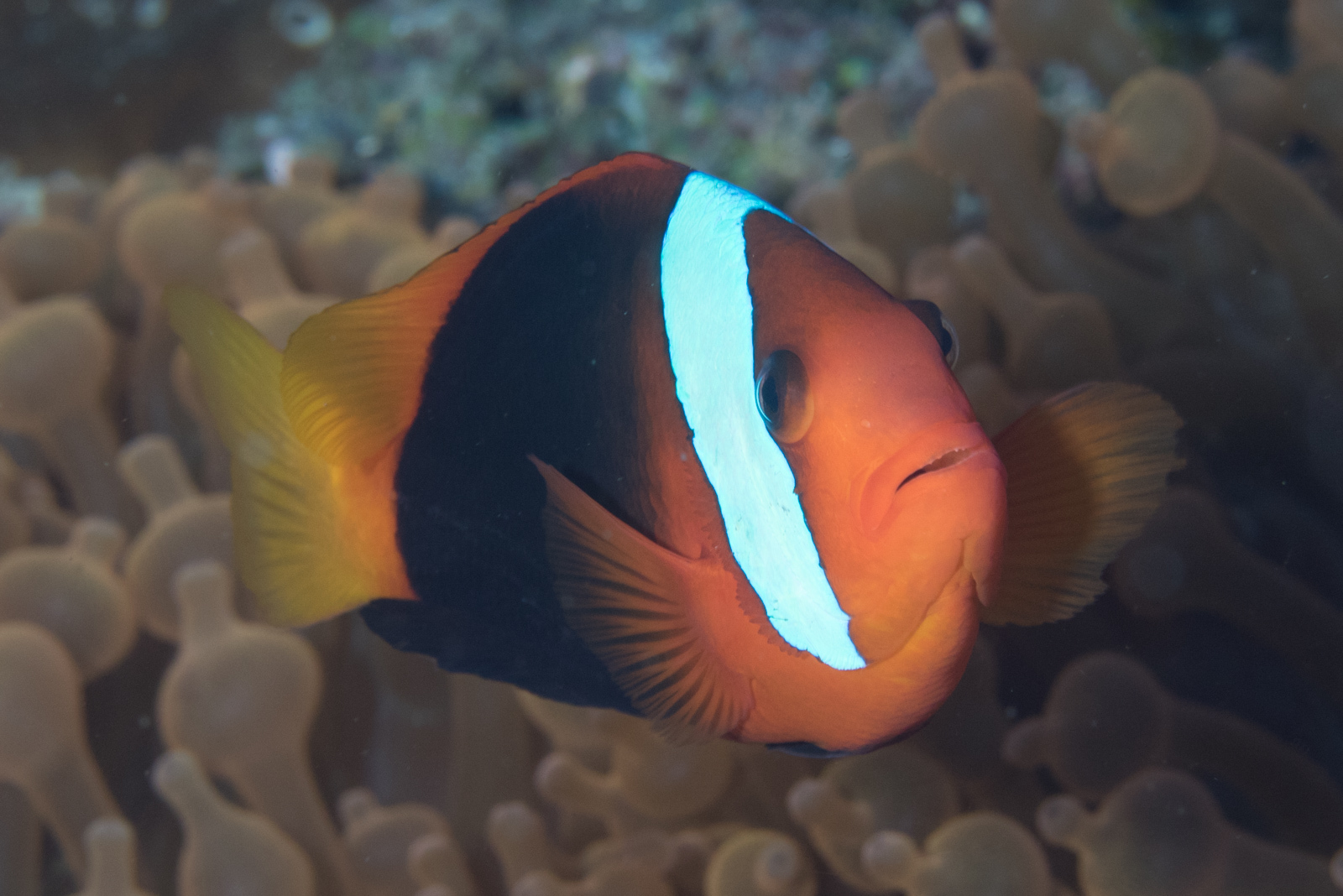 image of amphiprion melanopus \(fire clownfish\)