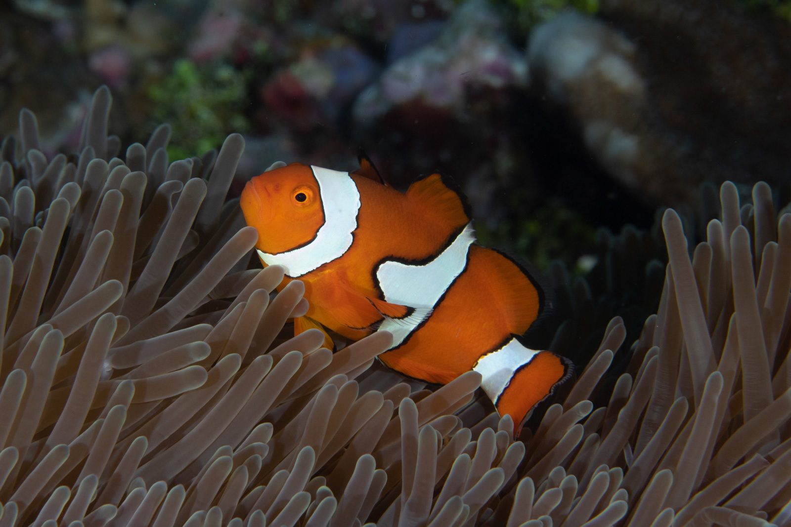 image of amphiprion percula \(orange clownfish\)