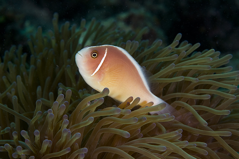 image of amphiprion perideraion \(pink anemonefish\)