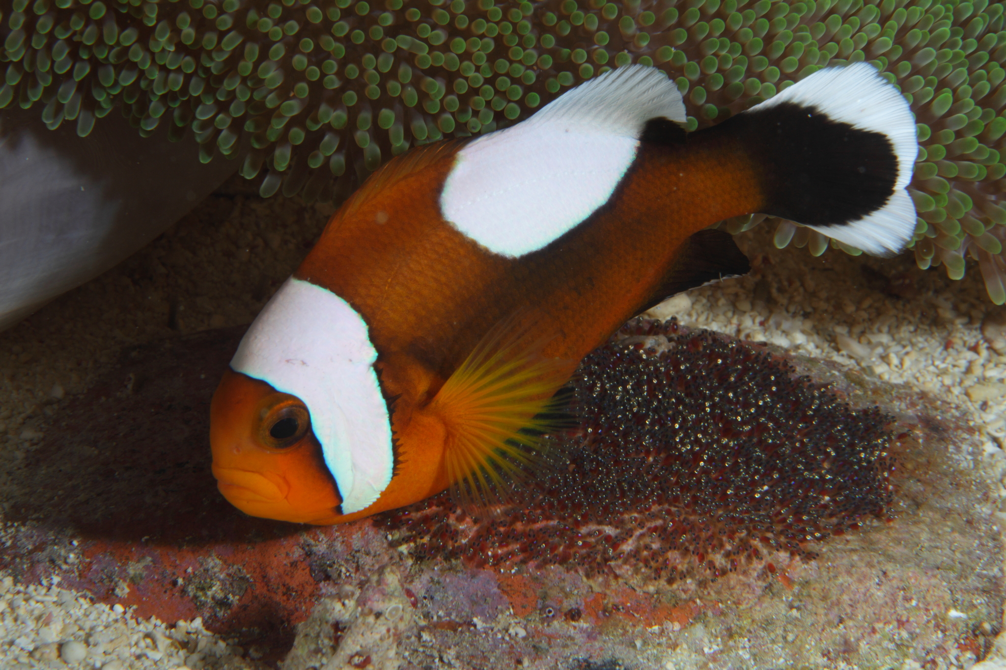 image of amphiprion polymnus \(saddleback clownfish\)
