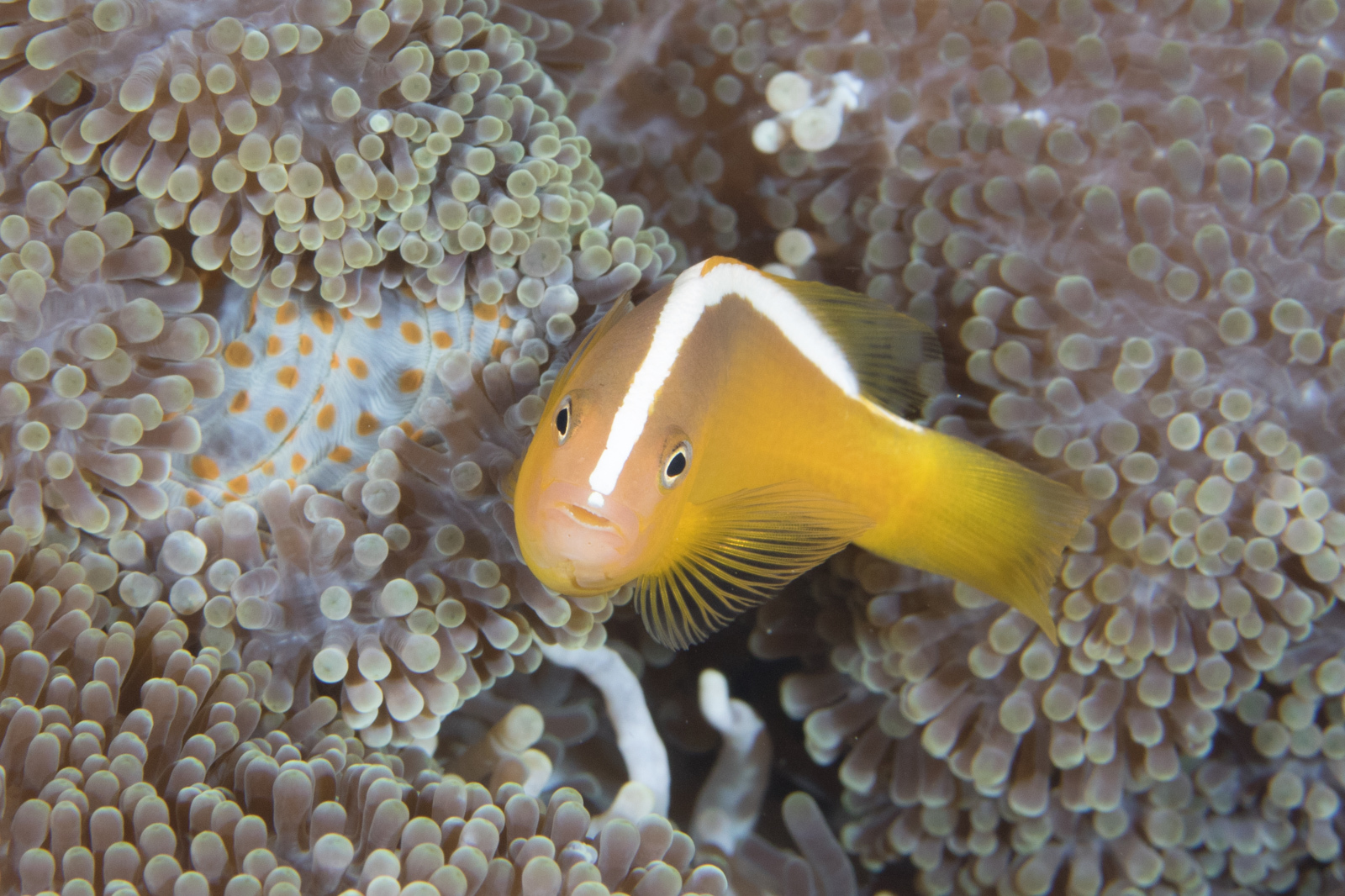 image of amphiprion sandaracinos \(yellow clownfish\)