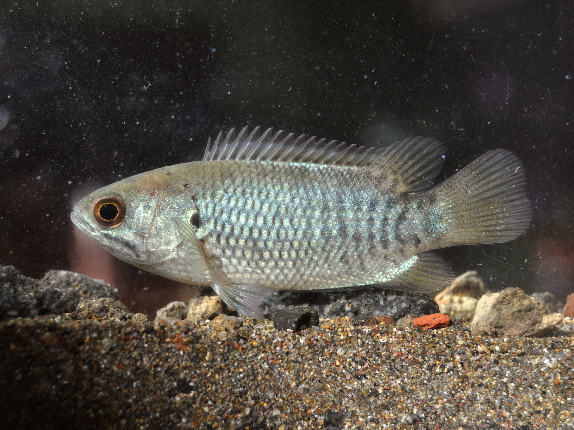 image of anabas testudineus \(climbing perch\)