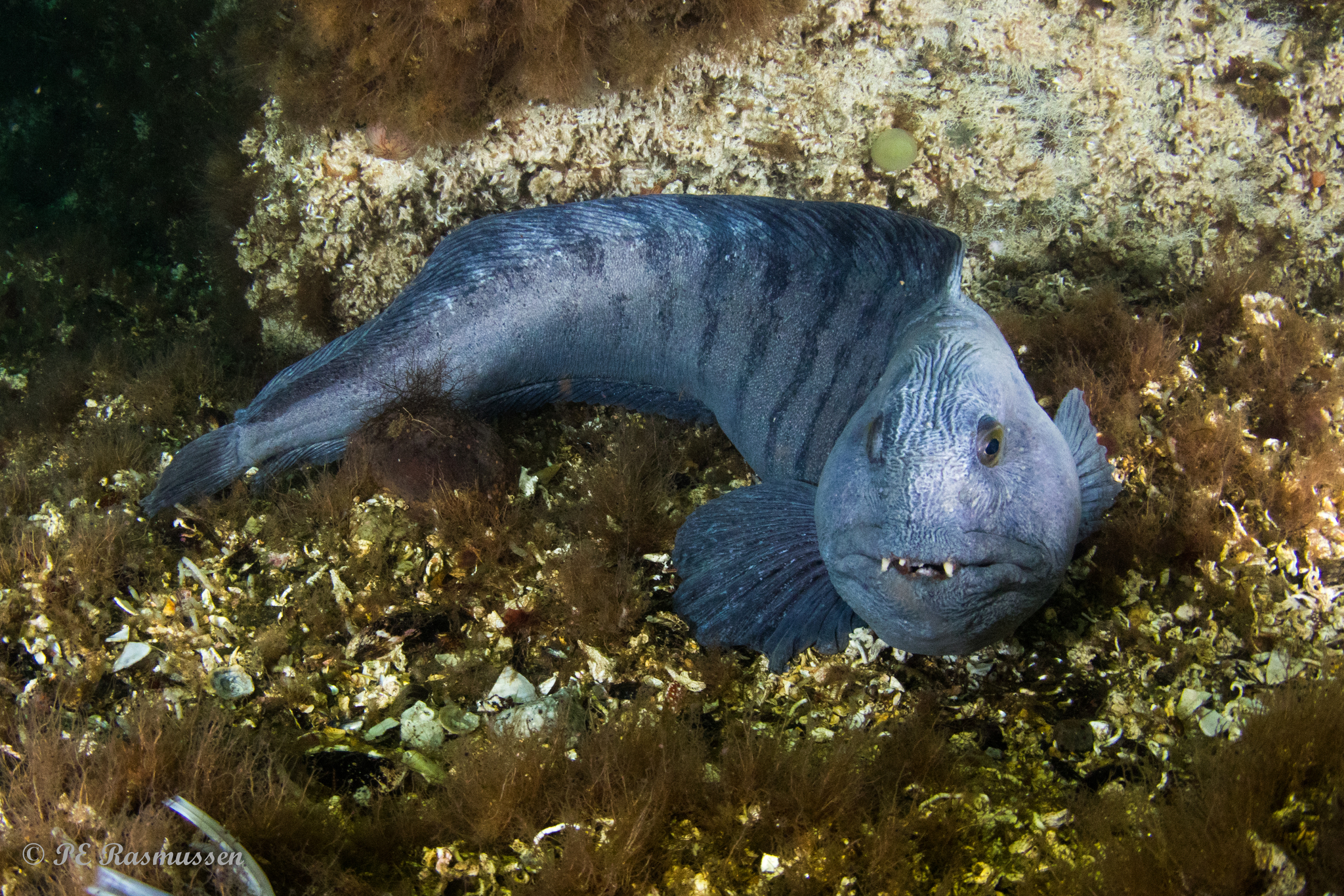 image of anarhichas lupus \(atlantic wolffish\)