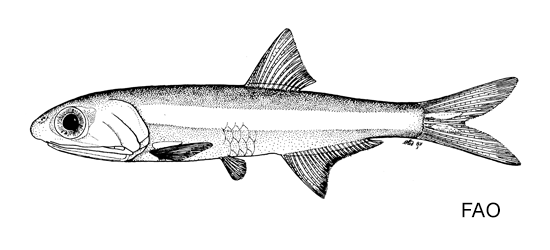 image of anchoa choerostoma \(bermuda anchovy\)