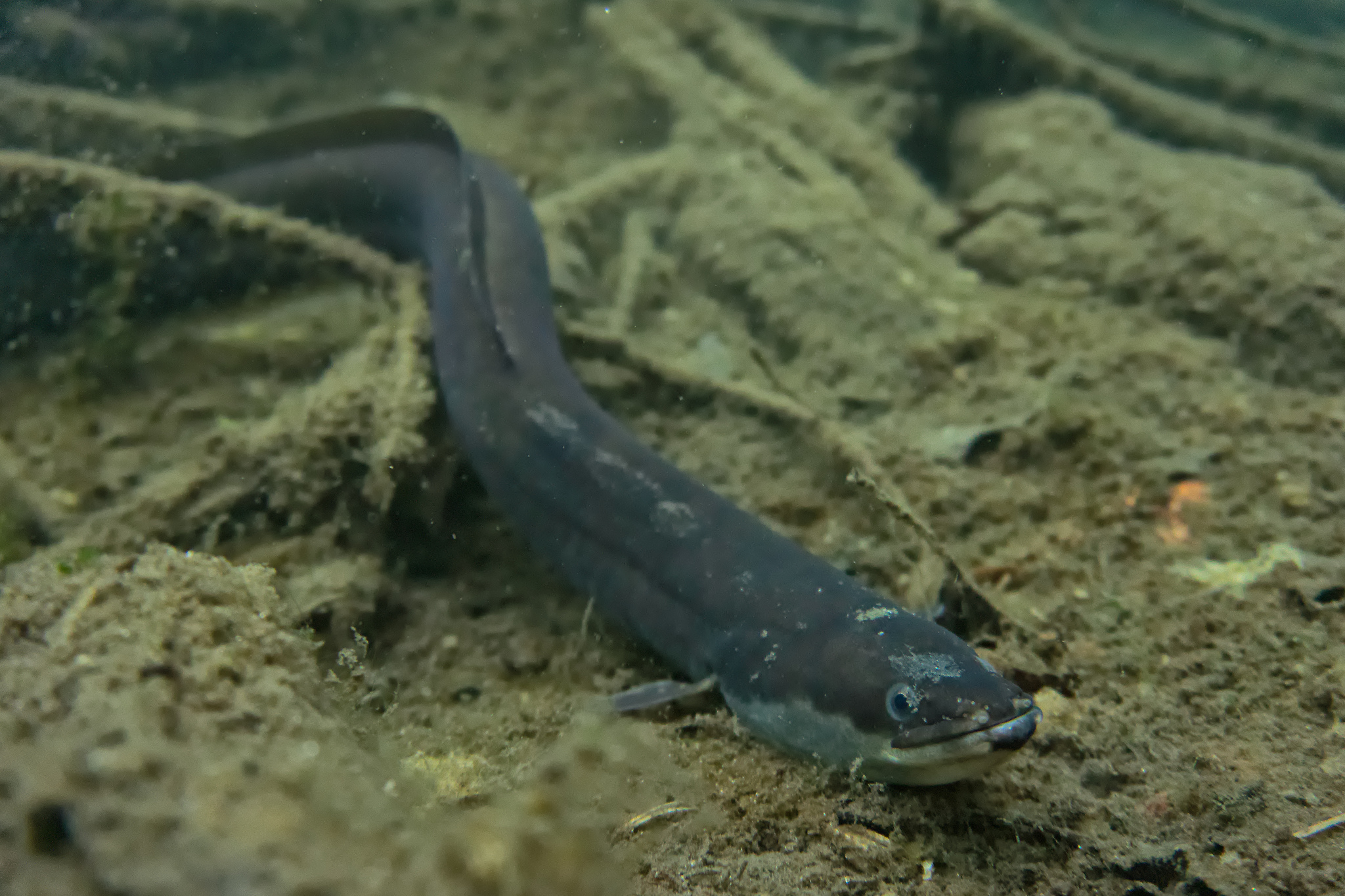 image of anguilla anguilla \(european eel\)