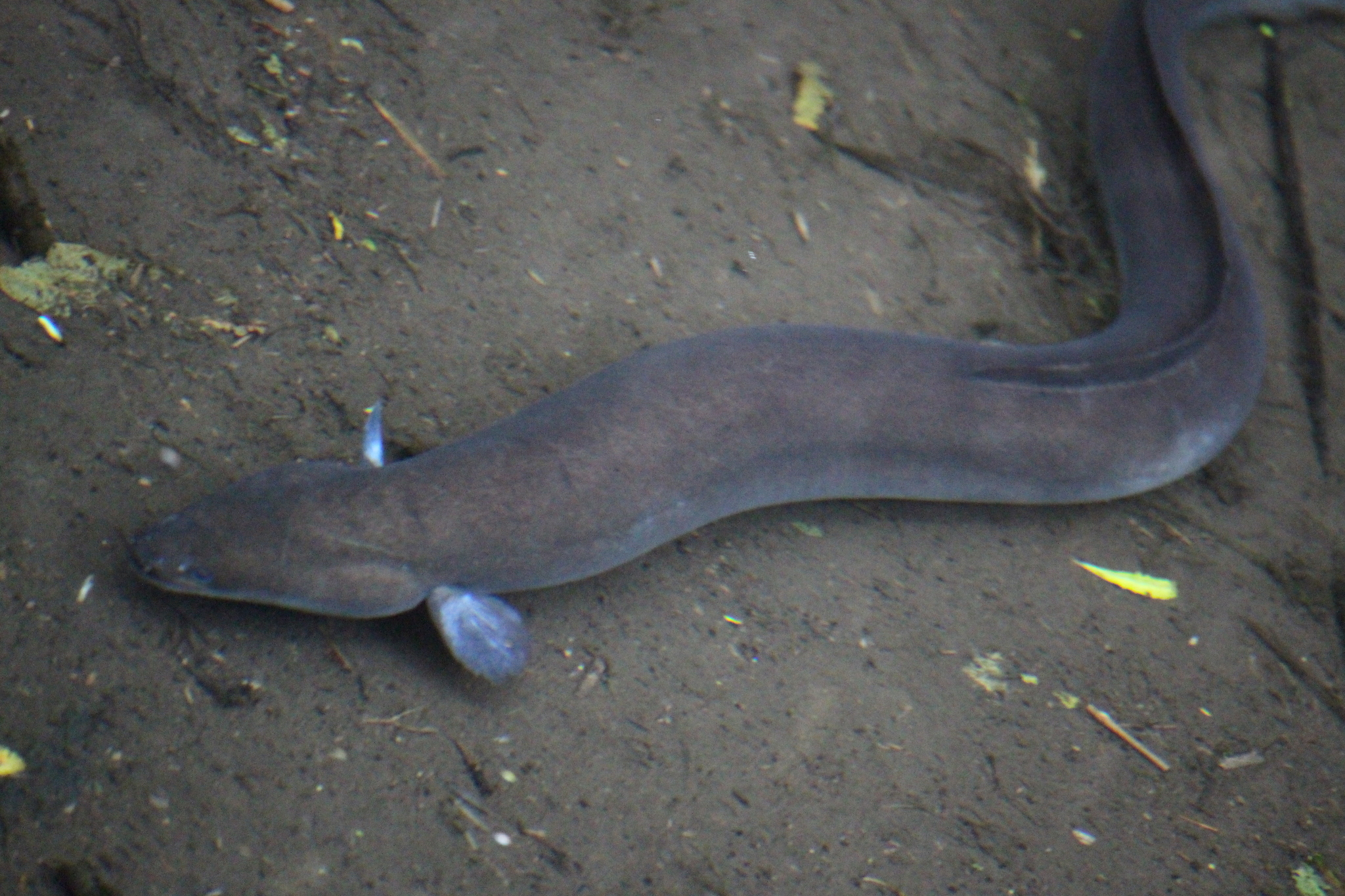 image of anguilla australis \(short-finned eel\)