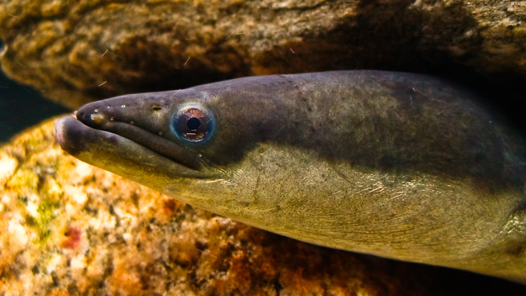 image of anguilla rostrata \(american eel\)