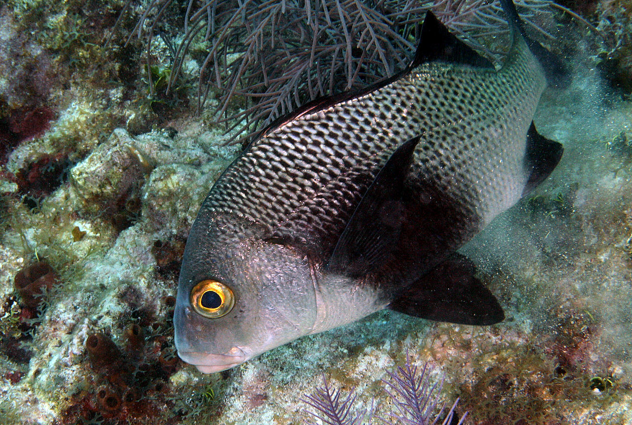 image of anisotremus surinamensis \(black margate\)