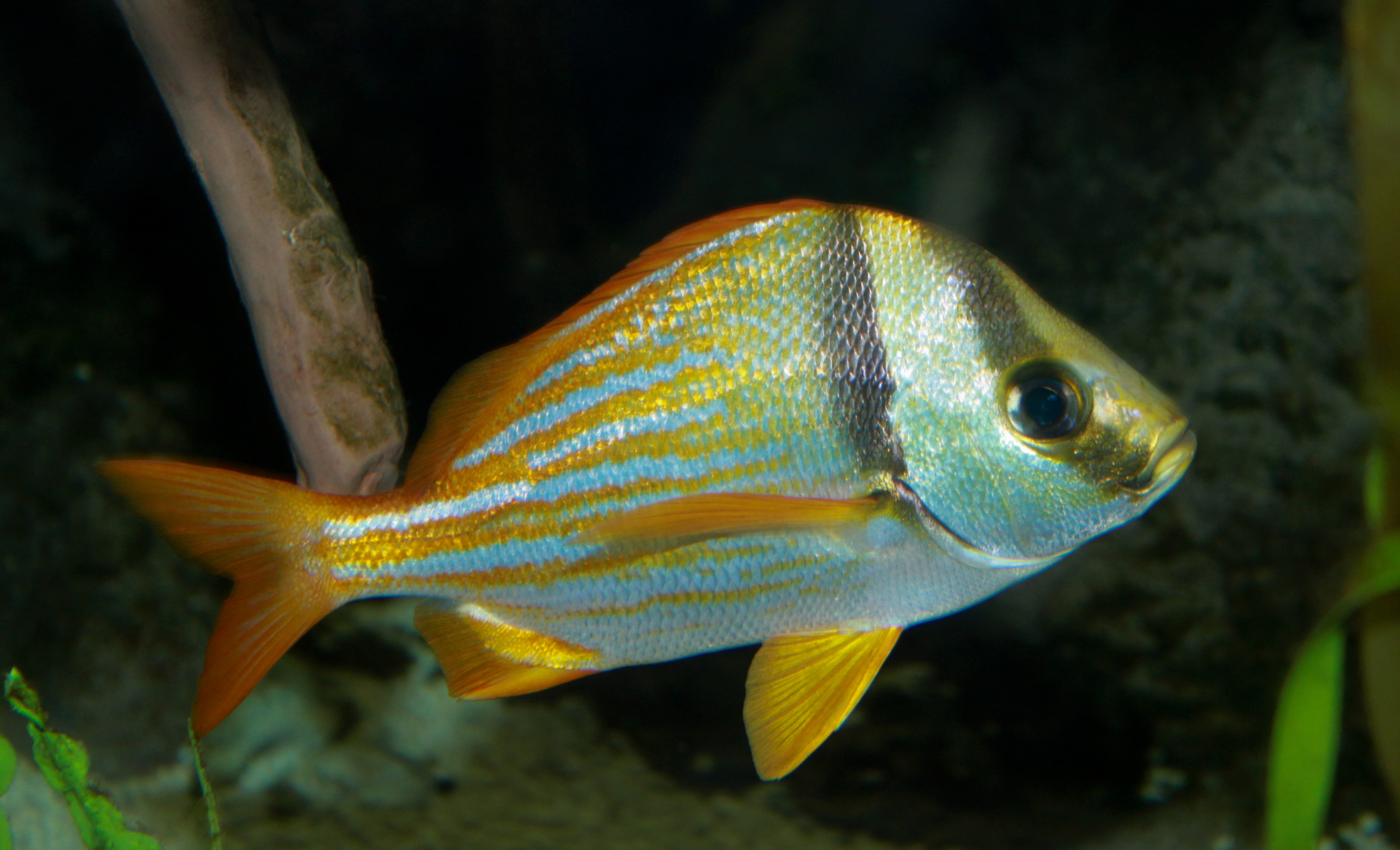 image of anisotremus virginicus \(porkfish\)