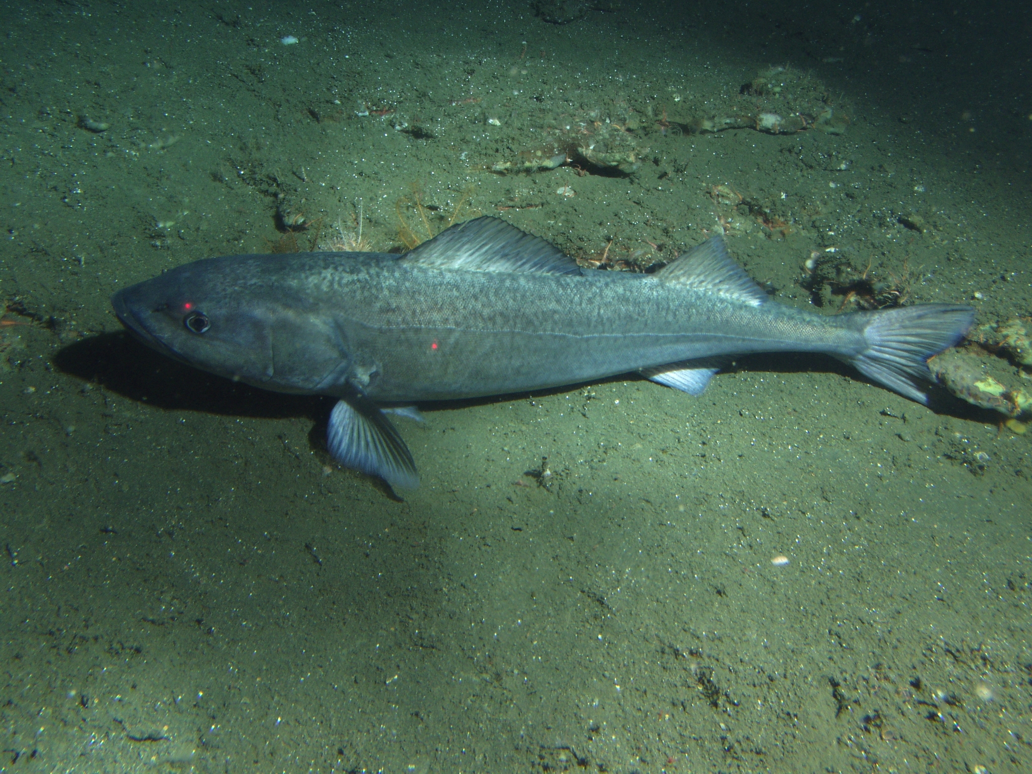 image of anoplopoma fimbria \(sablefish\)
