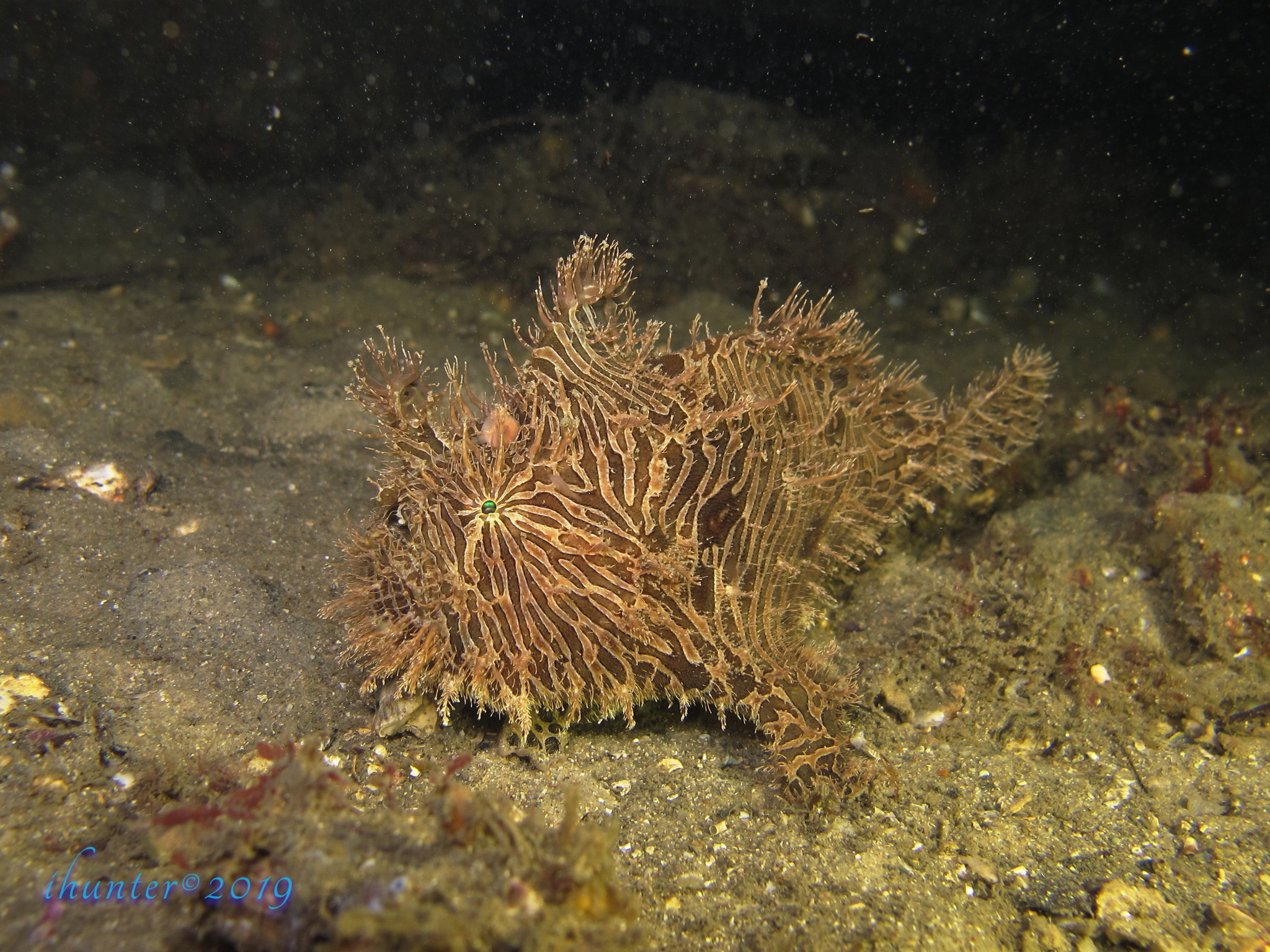 image of antennarius striatus \(striated frogfish\)