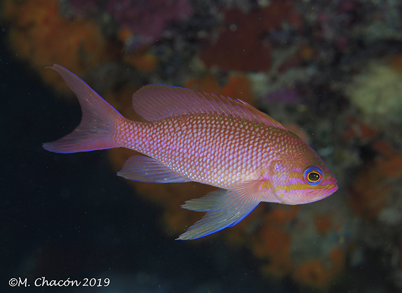 image of anthias anthias \(swallowtail seaperch\)