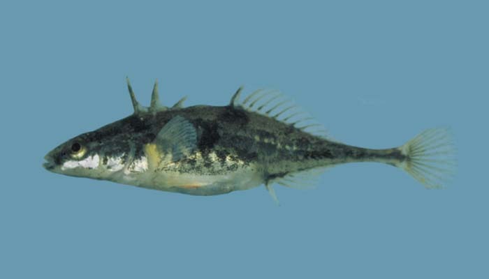image of apeltes quadracus \(fourspine stickleback\)