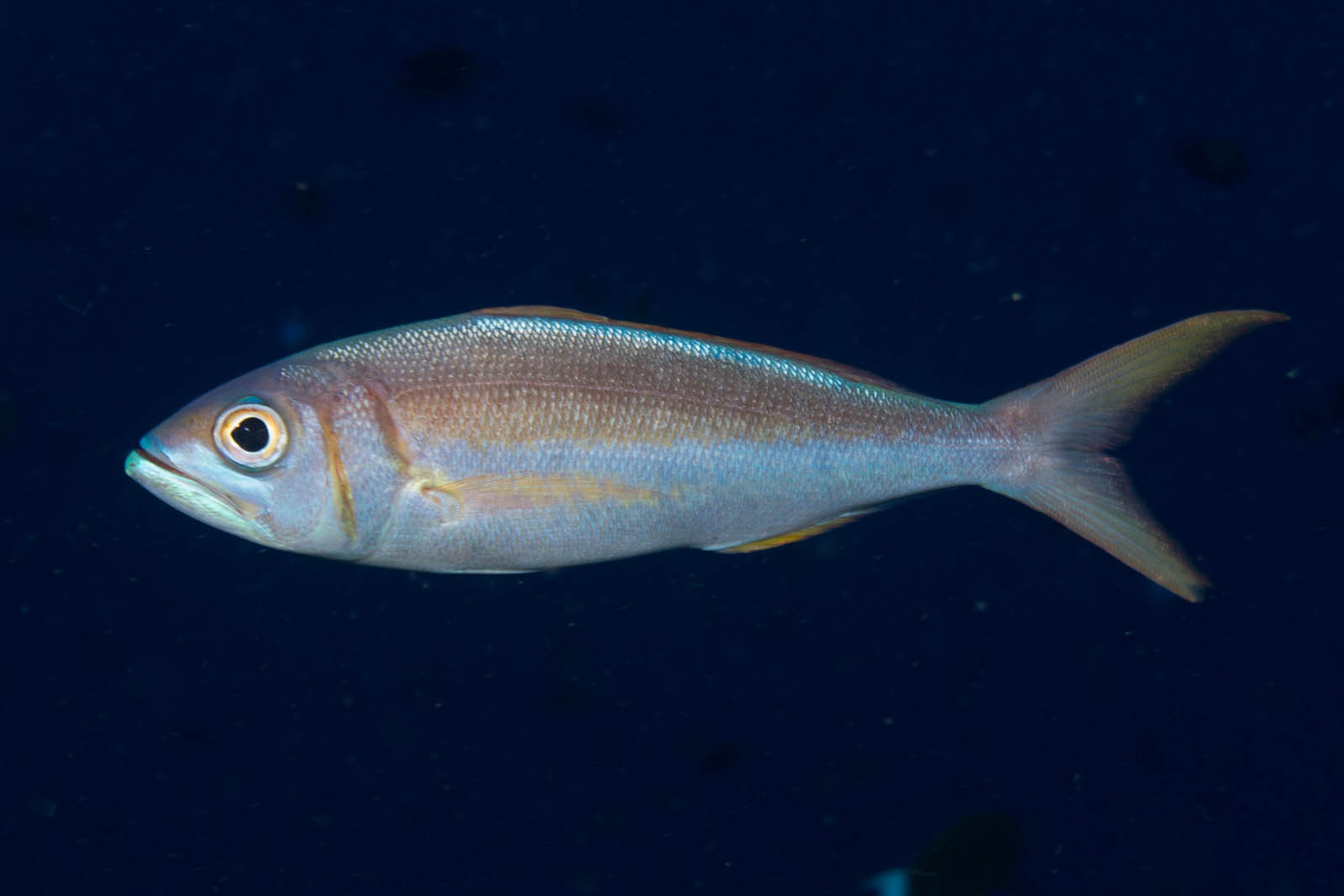 image of aphareus furca \(small toothed jobfish\)