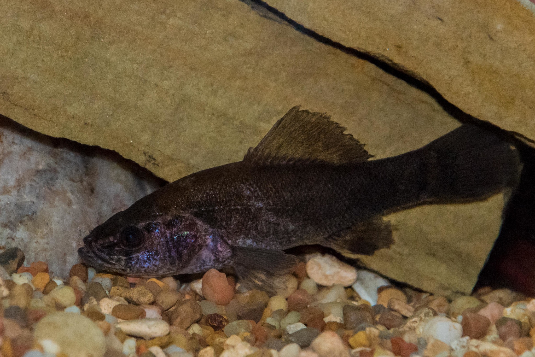image of aphredoderus sayanus \(pirate perch\)