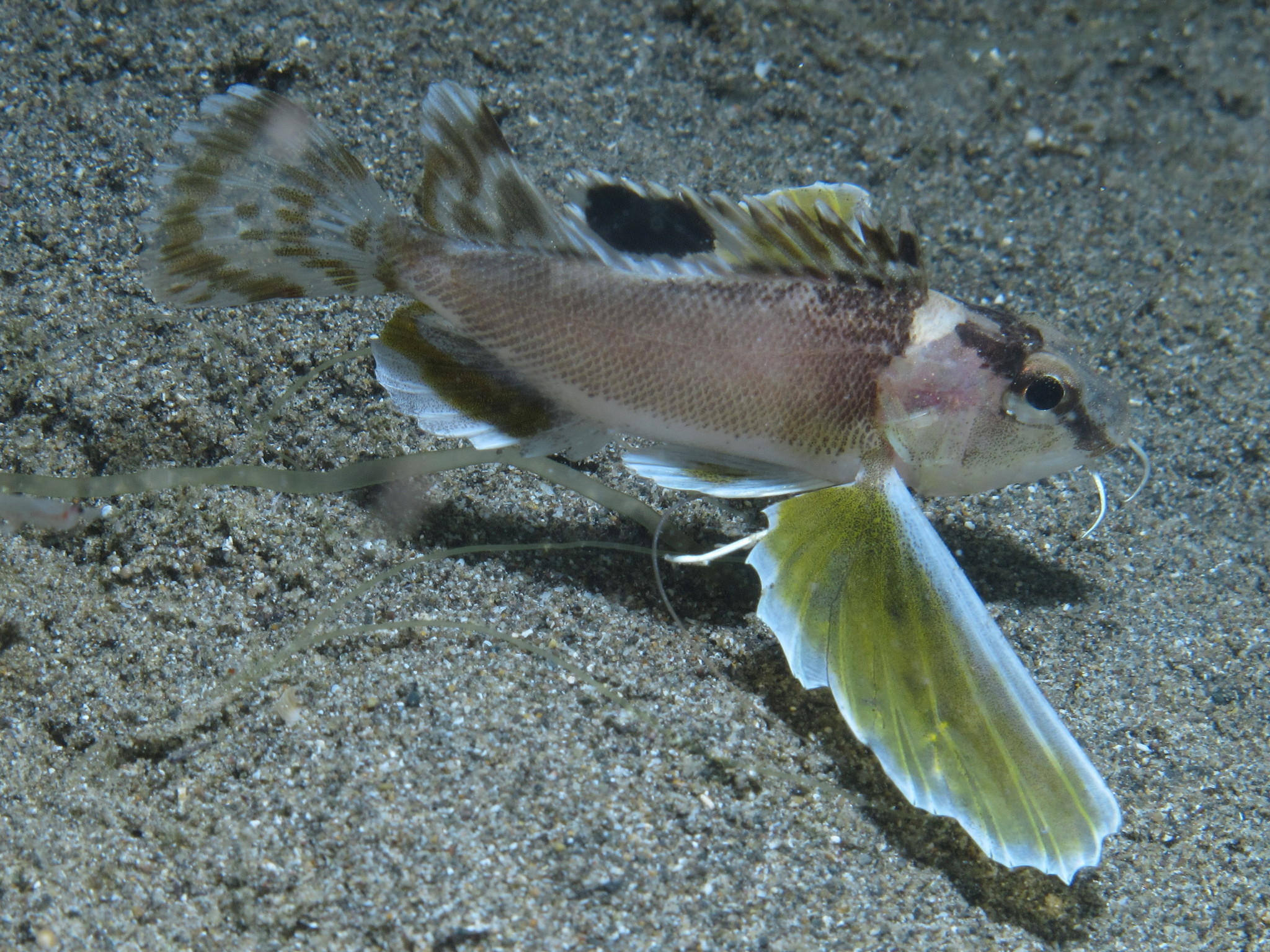 image of apistus carinatus \(ocellated waspfish\)