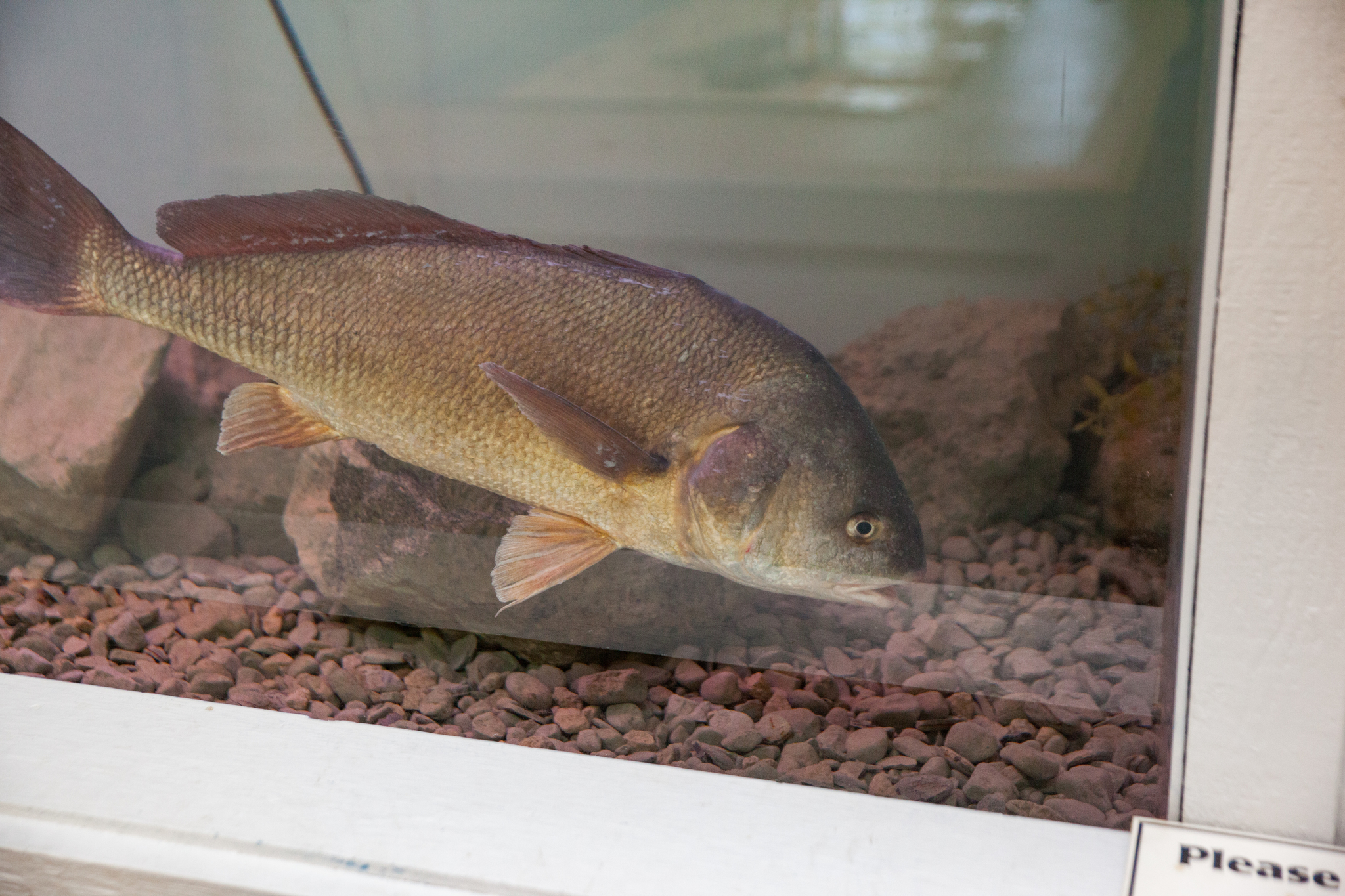 image of aplodinotus grunniens \(freshwater drum\)