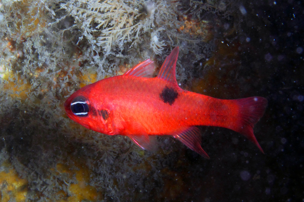 image of apogon maculatus \(flamefish\)