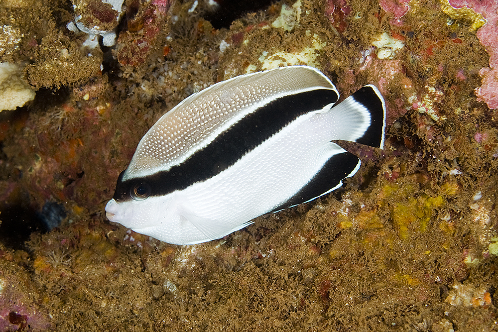 image of apolemichthys arcuatus \(bandit angelfish\)