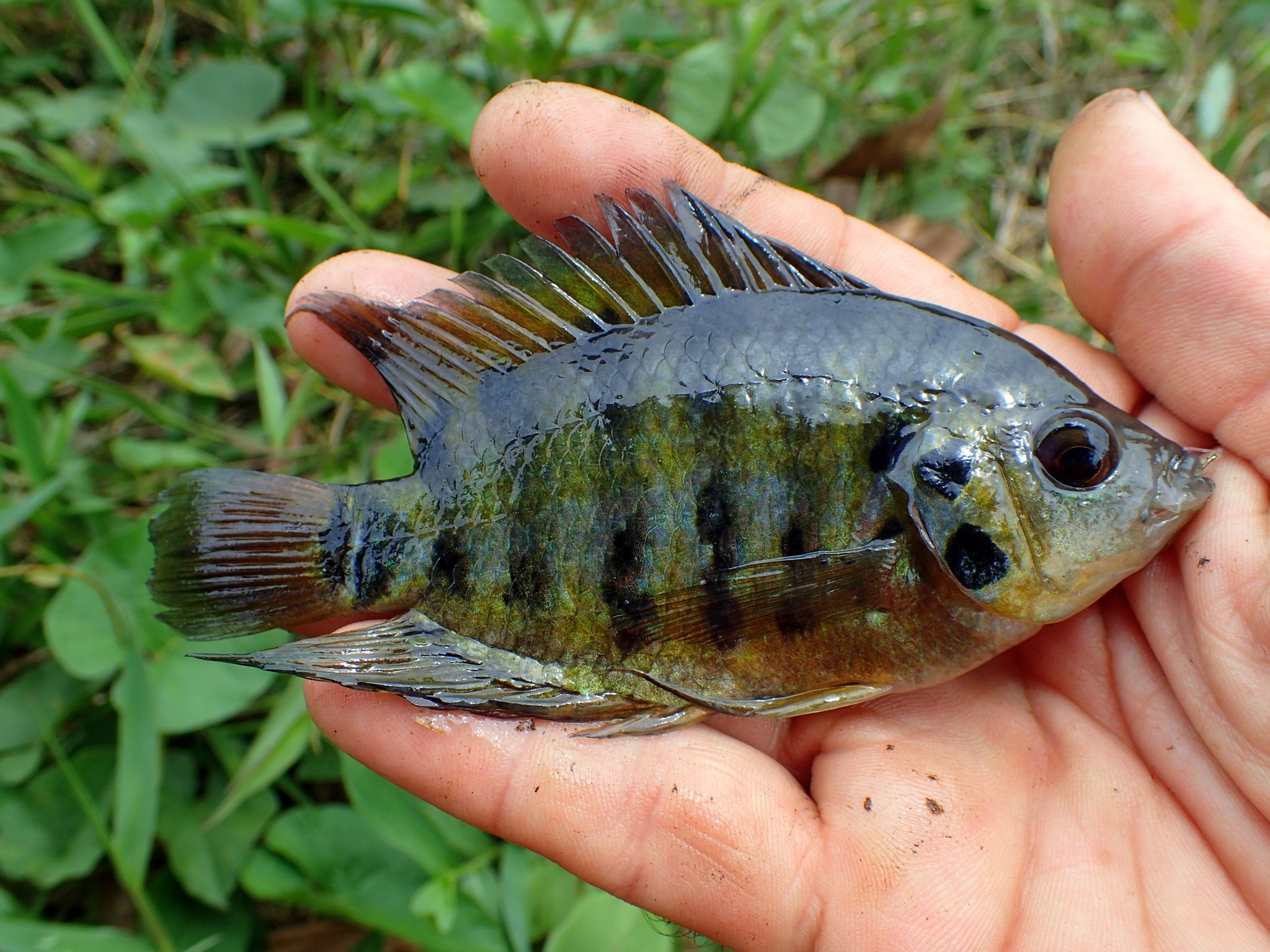image of archocentrus centrarchus \(flier cichlid\)