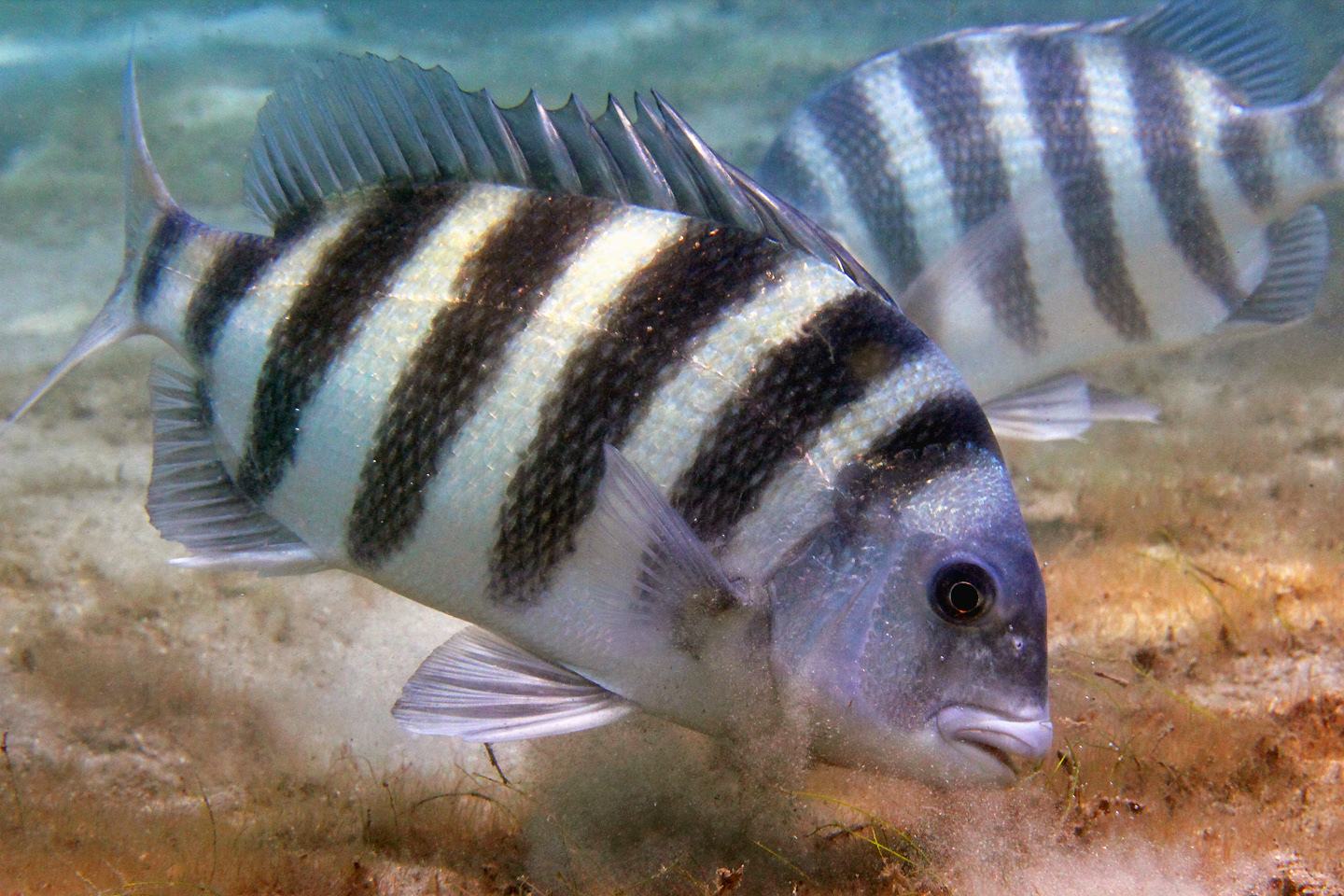 image of archosargus probatocephalus \(sheepshead\)
