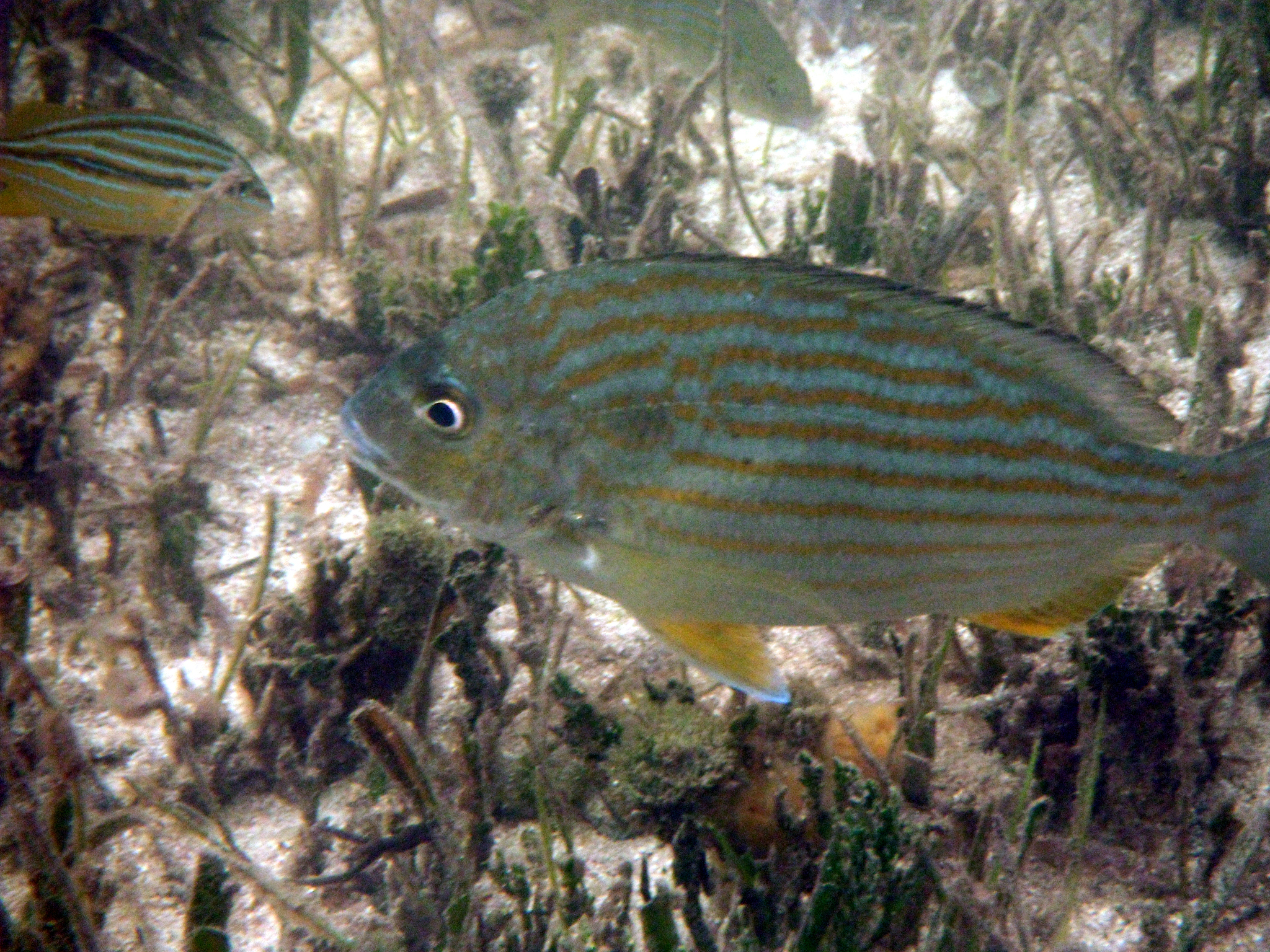 image of archosargus rhomboidalis \(western atlantic seabream\)