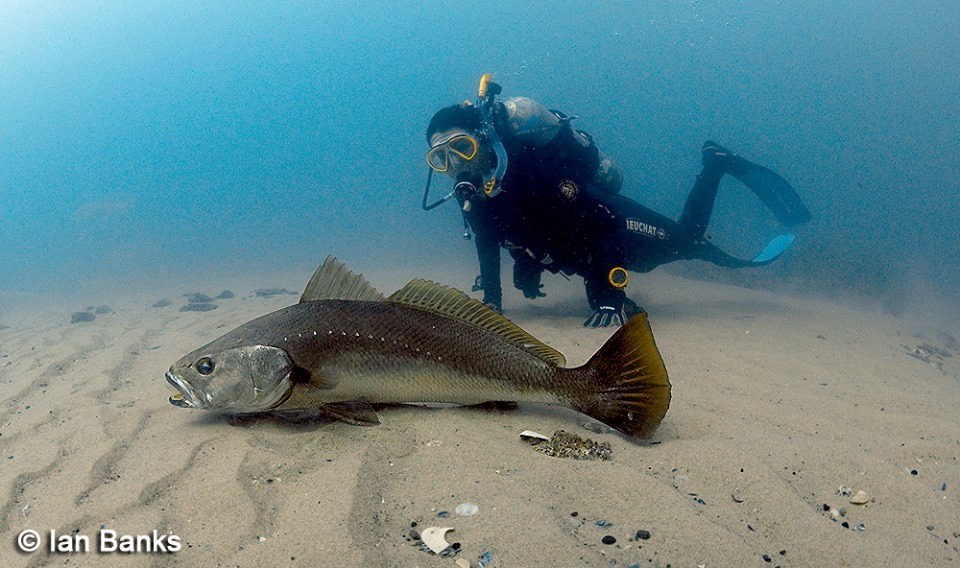 image of argyrosomus japonicus \(japanese meagre\)