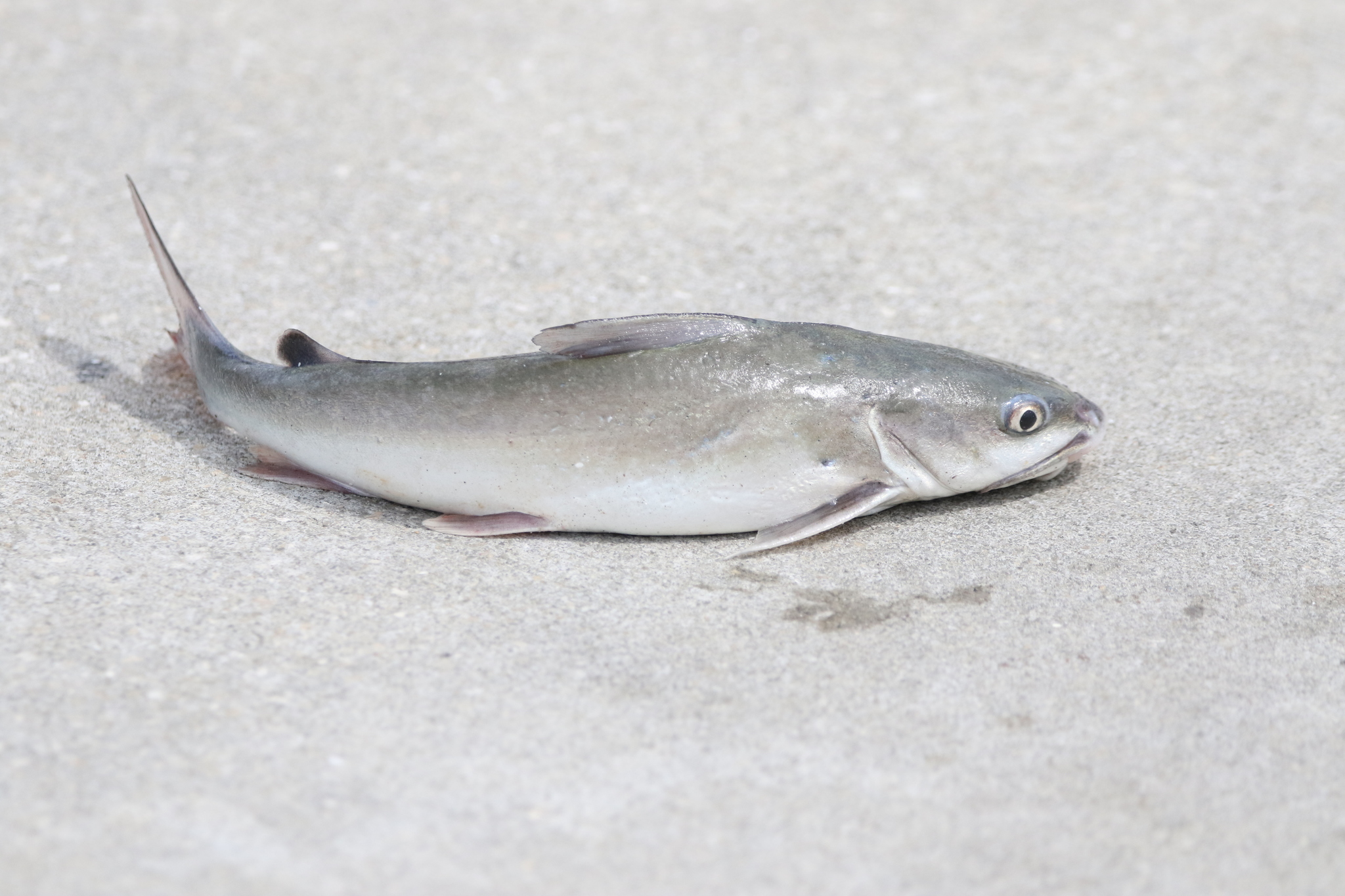 image of ariopsis felis \(hardhead sea catfish\)