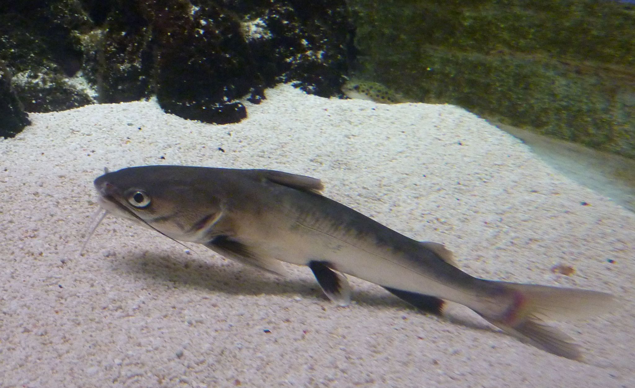 image of ariopsis seemanni \(tete sea catfish\)