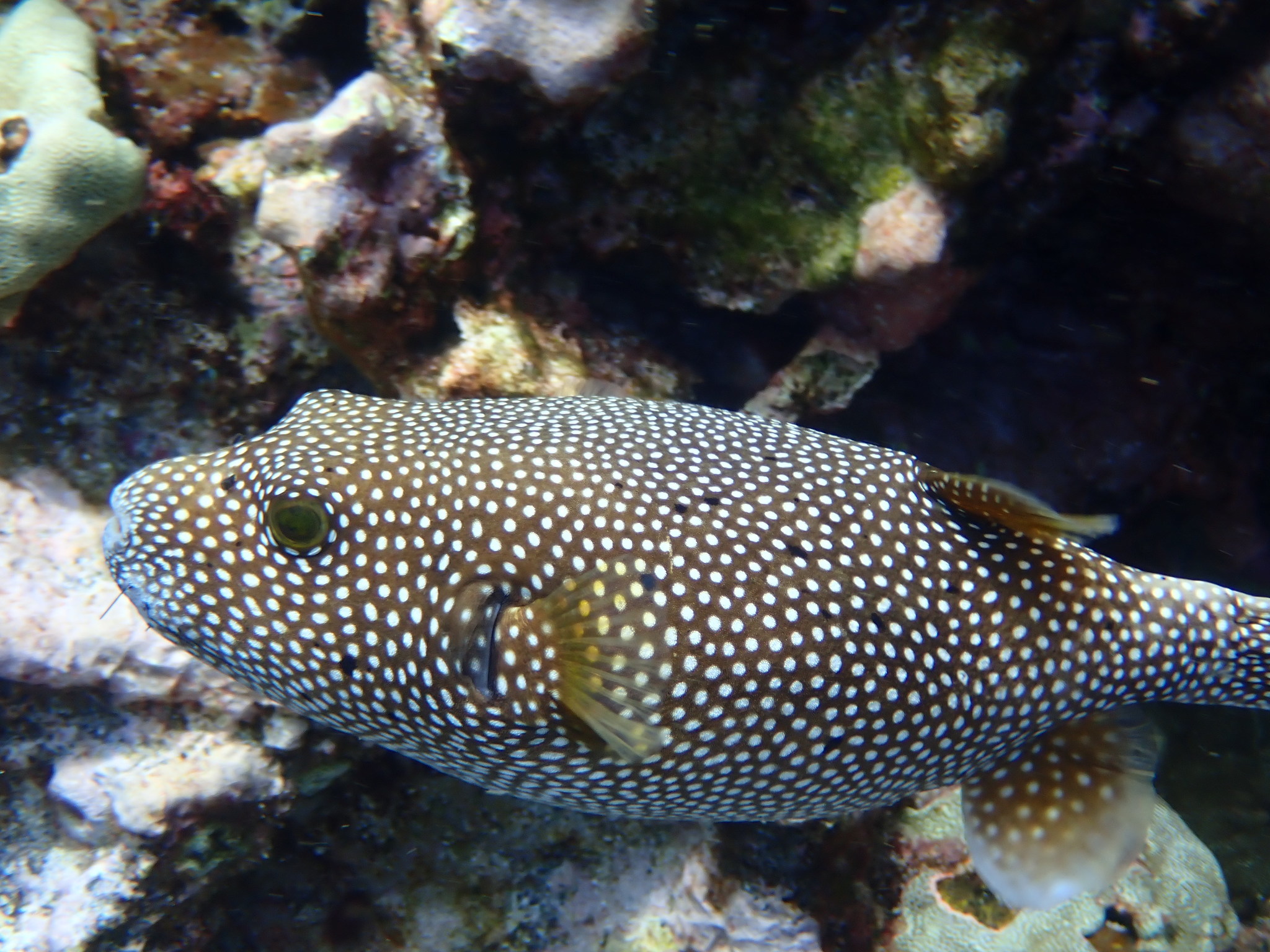 image of arothron meleagris \(guineafowl puffer\)