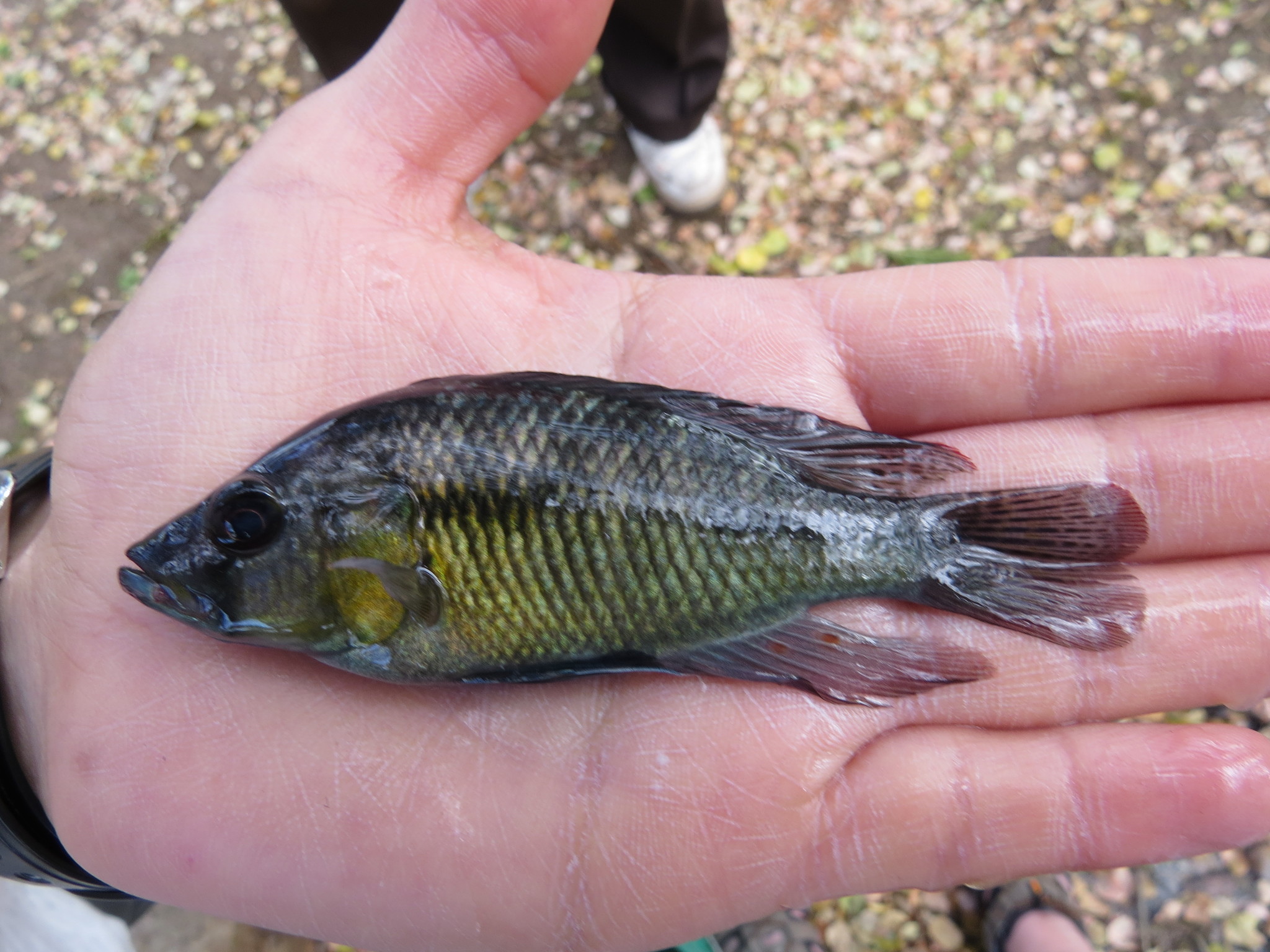 image of astatotilapia bloyeti \(bloyet's haplo\)