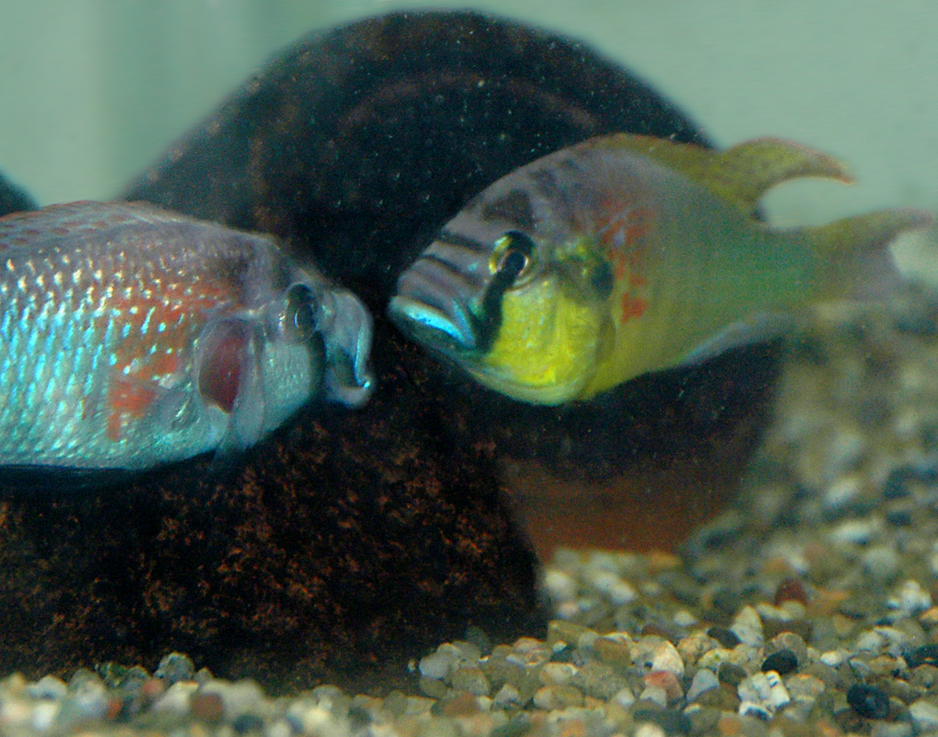 image of astatotilapia burtoni