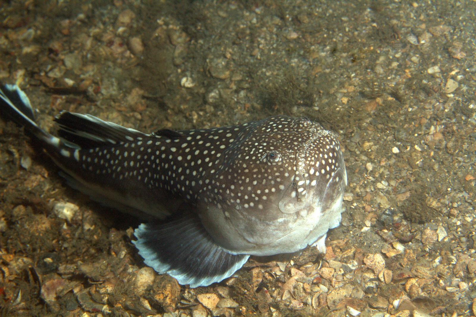 image of astroscopus guttatus \(northern stargazer\)