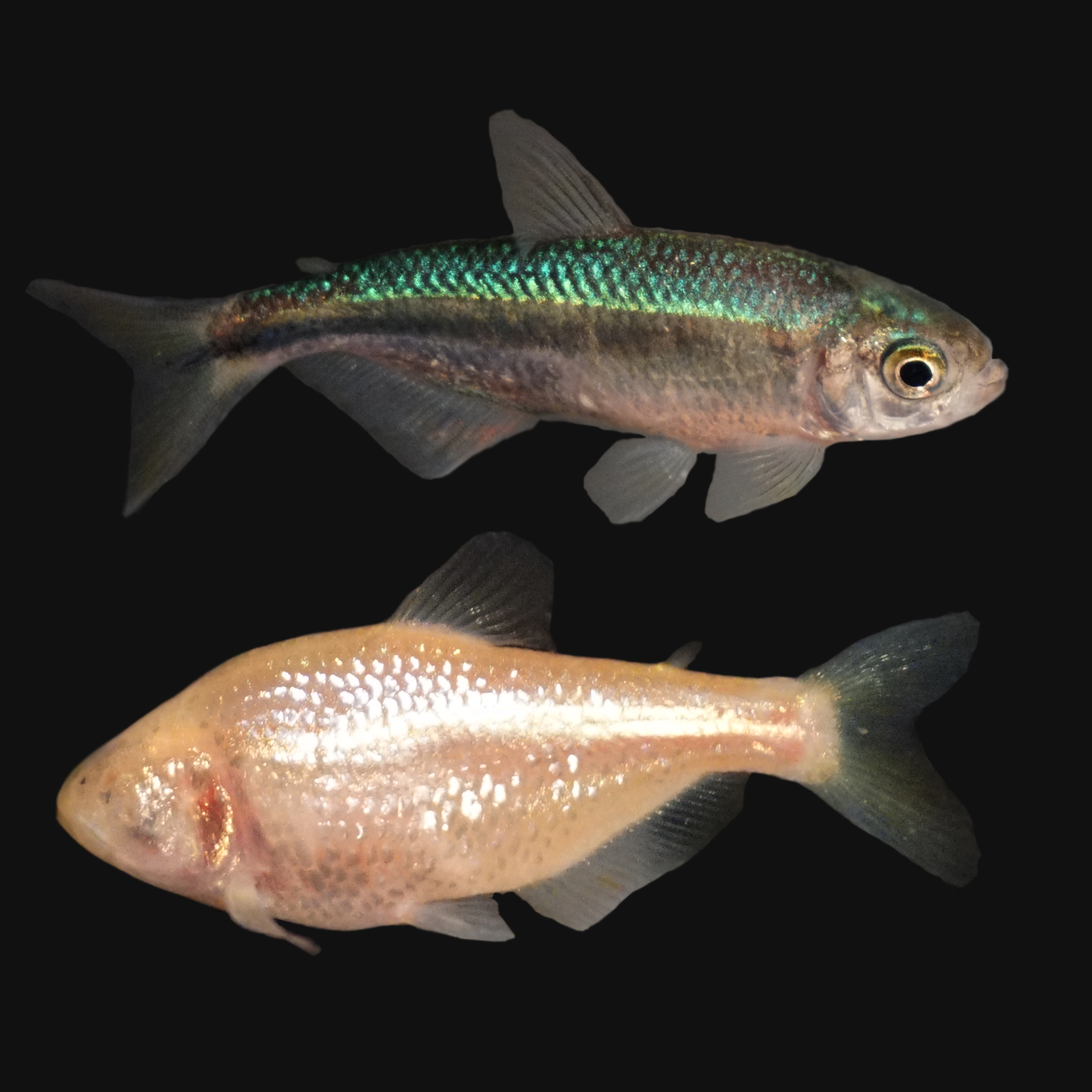 image of astyanax mexicanus \(mexican tetra\)