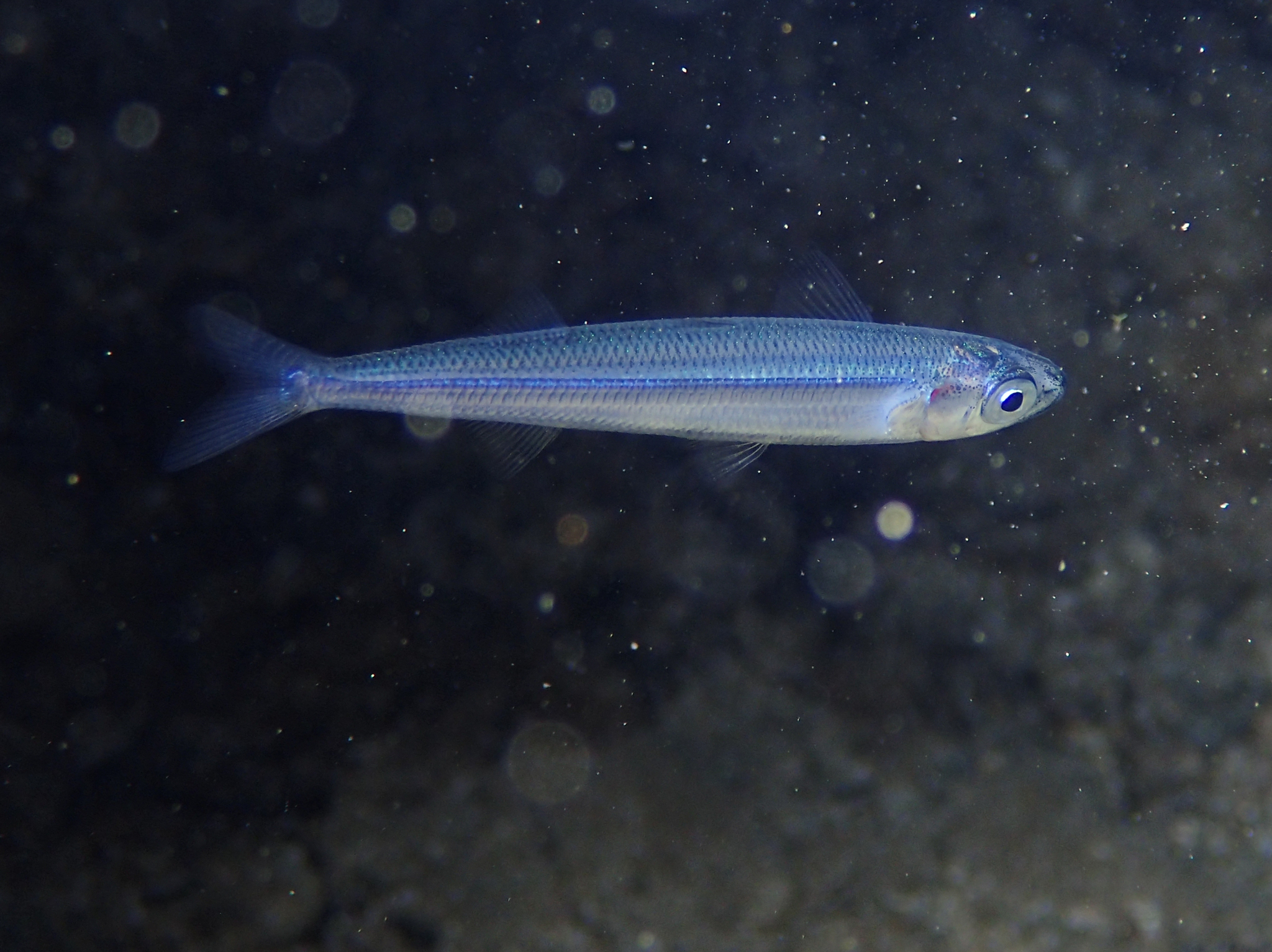 image of atherina hepsetus \(mediterranean sand smelt\)