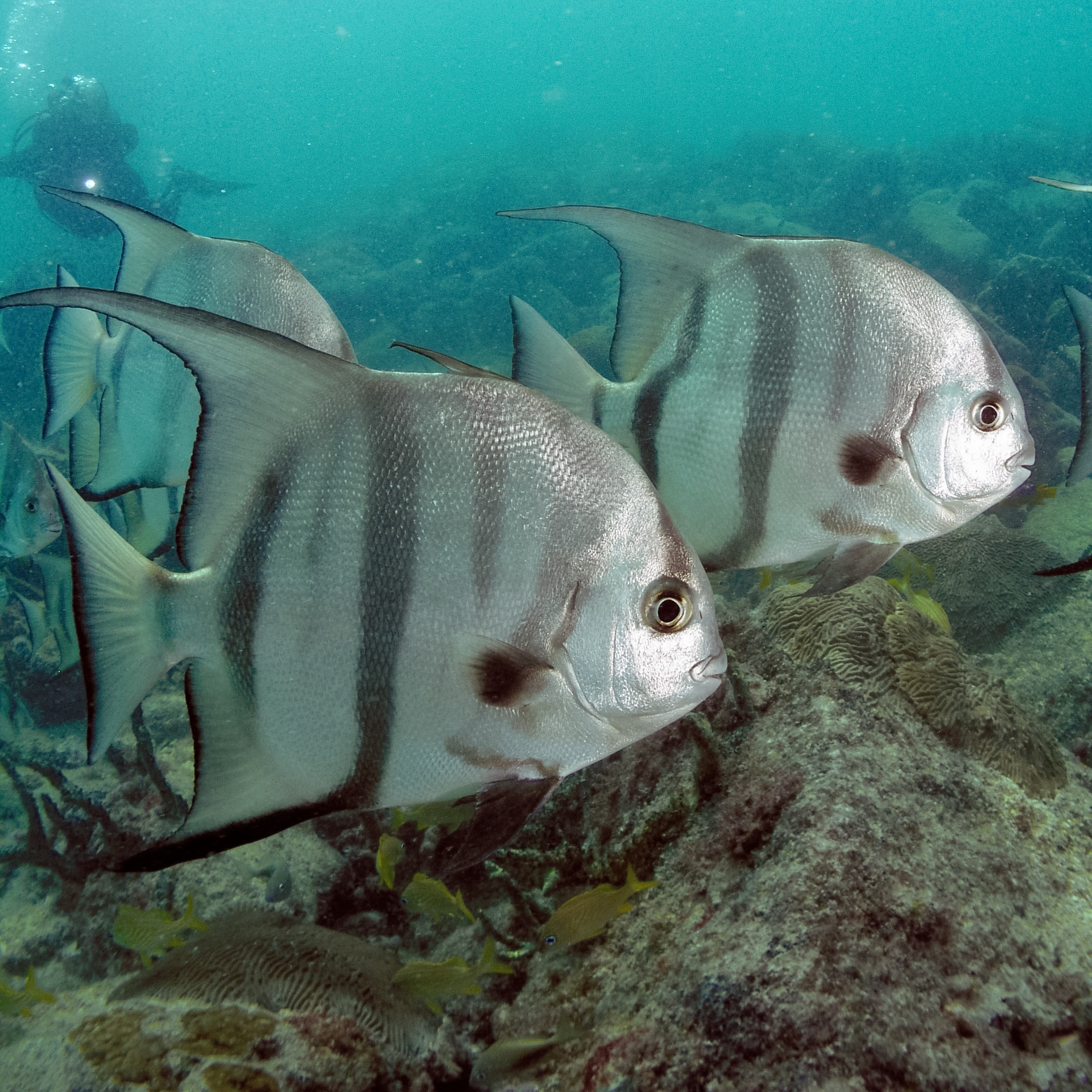 image of chaetodipterus faber \(atlantic spadefish\)