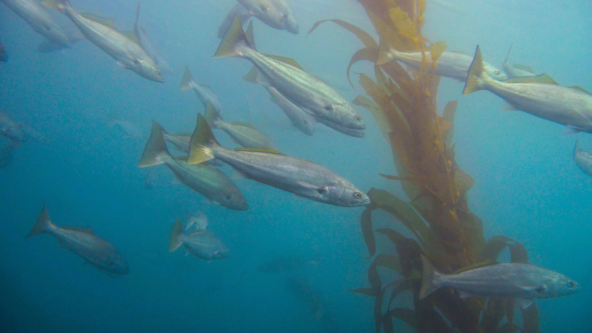 image of atractoscion nobilis \(white weakfish\)