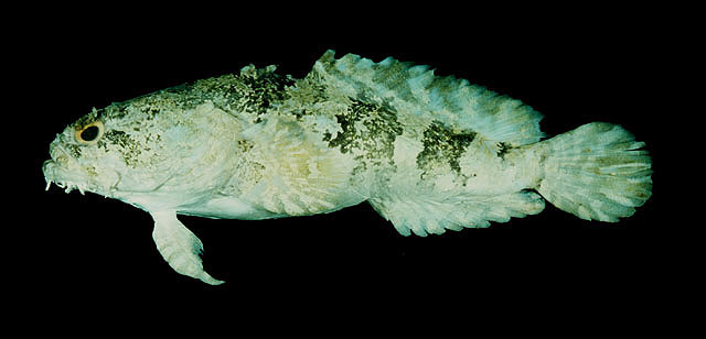 image of colletteichthys dussumieri \(flat toadfish\)