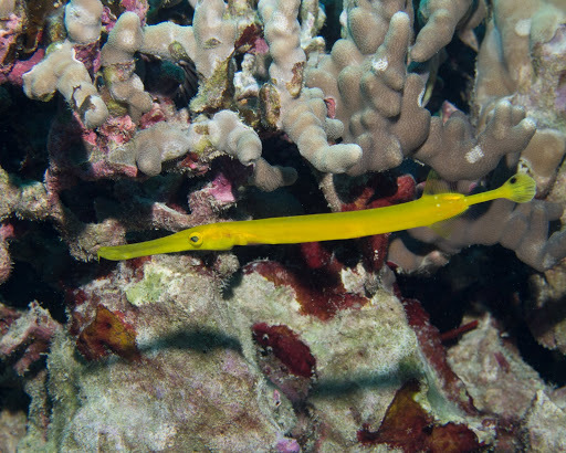 image of aulostomus chinensis \(chinese trumpetfish\)