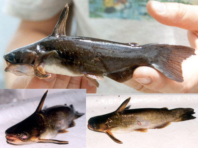 image of auchenipterichthys thoracatus