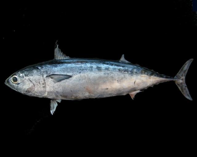 image of auxis thazard \(frigate tuna\)