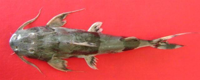 image of bagarius bagarius \(goonch\)