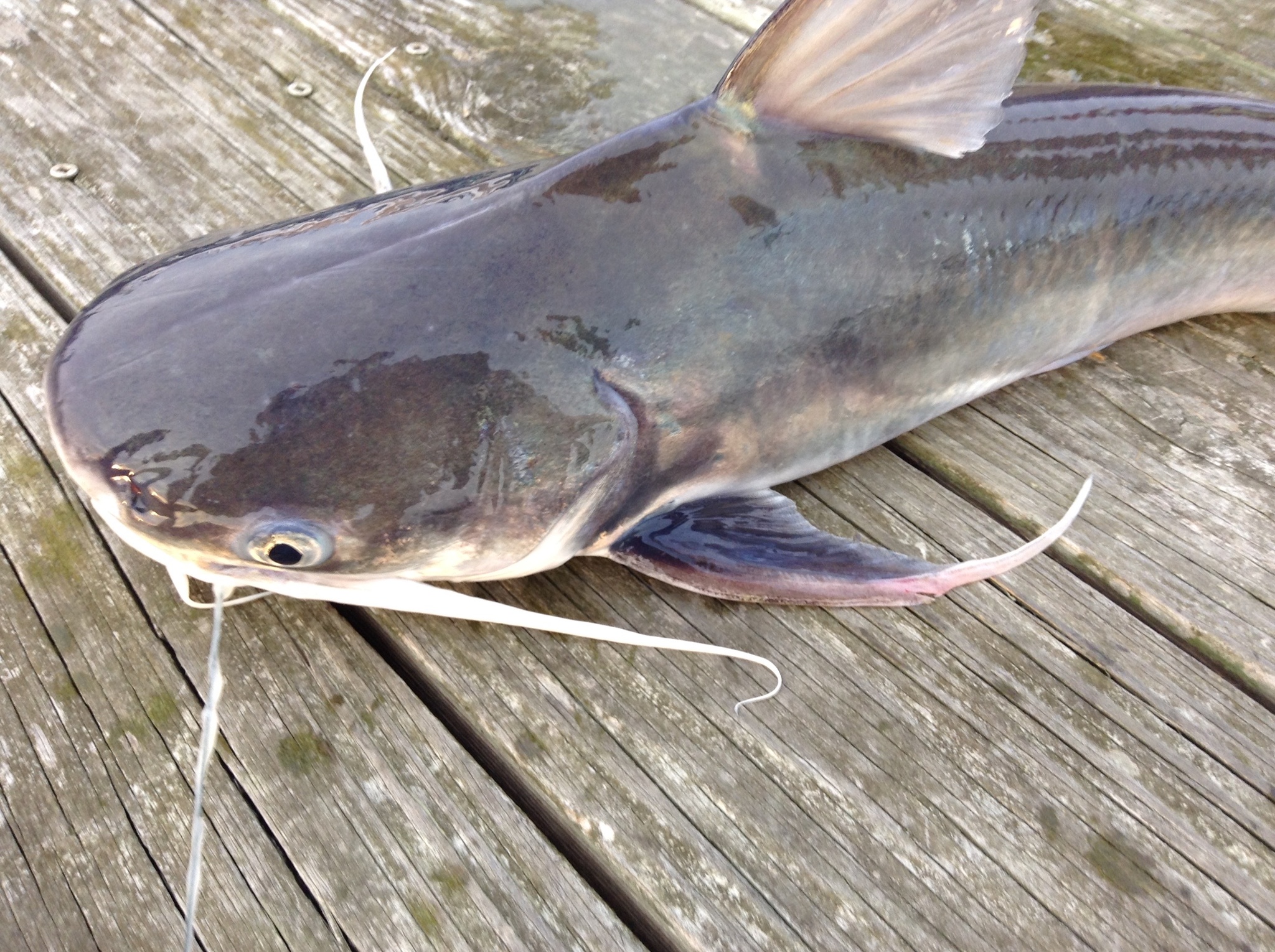 image of bagre marinus \(gafftopsail sea catfish\)