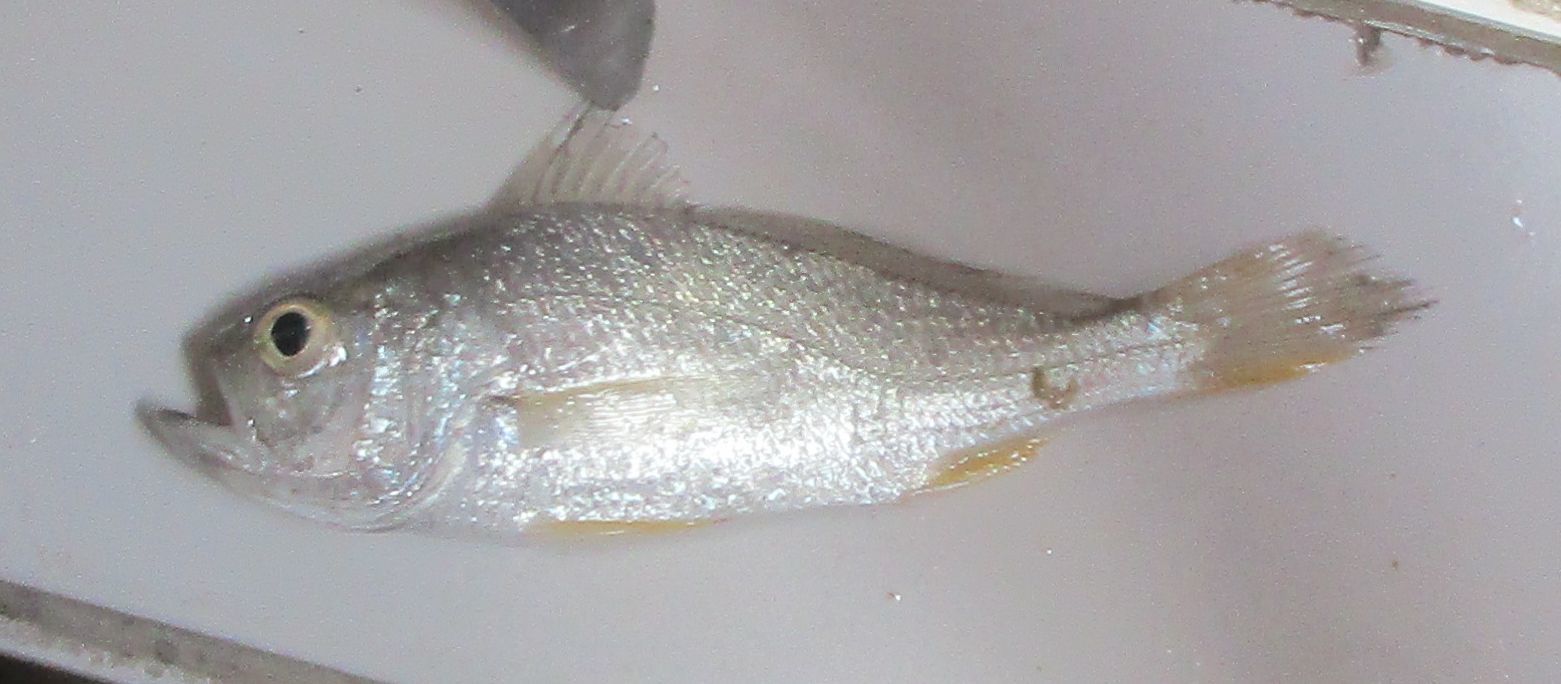 image of bairdiella ronchus \(ground croaker\)