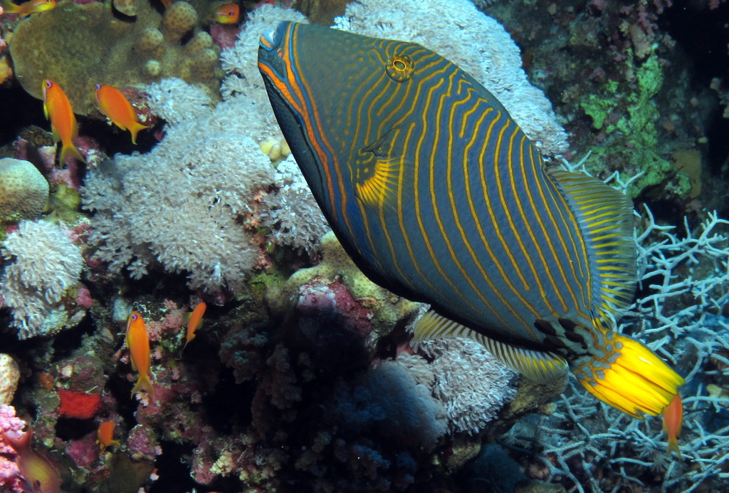 image of balistapus undulatus \(orange-lined triggerfish\)