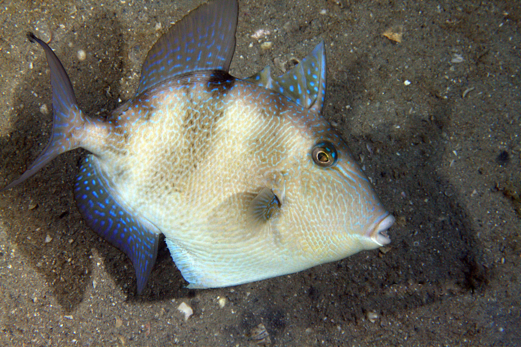 image of balistes capriscus \(grey triggerfish\)