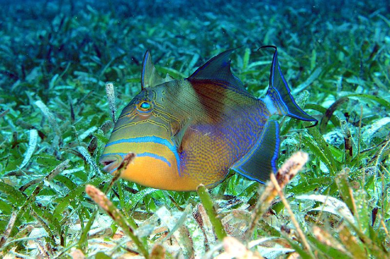 image of balistes vetula \(queen triggerfish\)