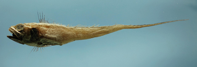 image of bathygadus melanobranchus \(vaillant's grenadier\)