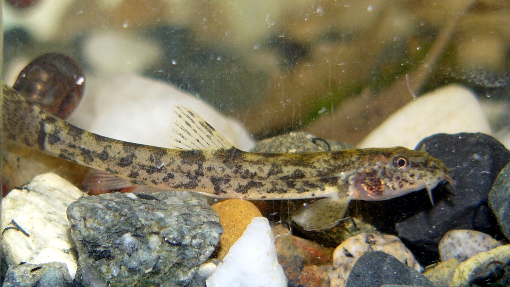 image of barbatula barbatula \(stone loach\)